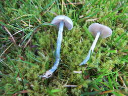 Image of Stropharia pseudocyanea (Desm.) Morgan 1908