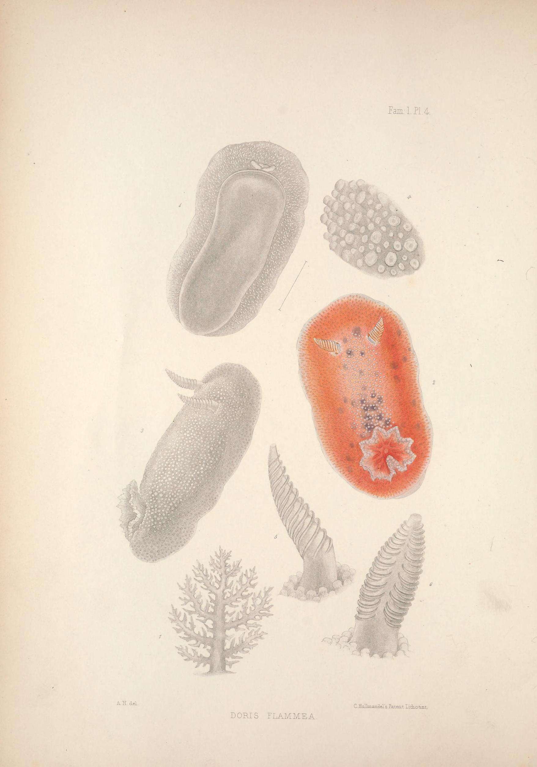 Sivun Doris pseudoargus Rapp 1827 kuva