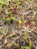 Image of Zigzag bladderwort