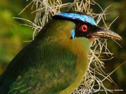 Image of Andean Motmot