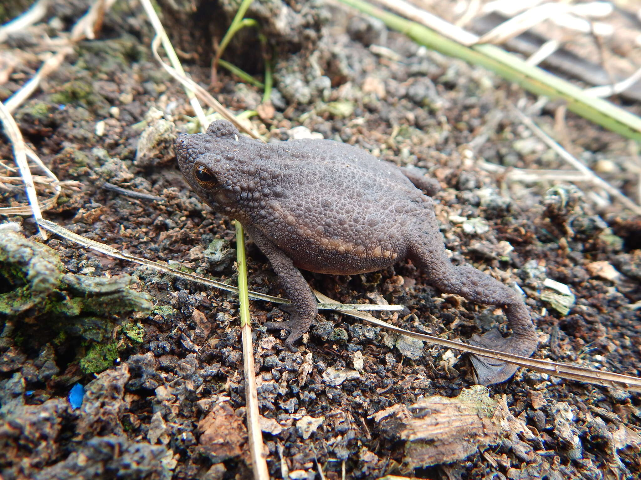 Image de Pseudobufo Tschudi 1838