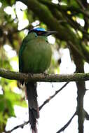 Image of Andean Motmot