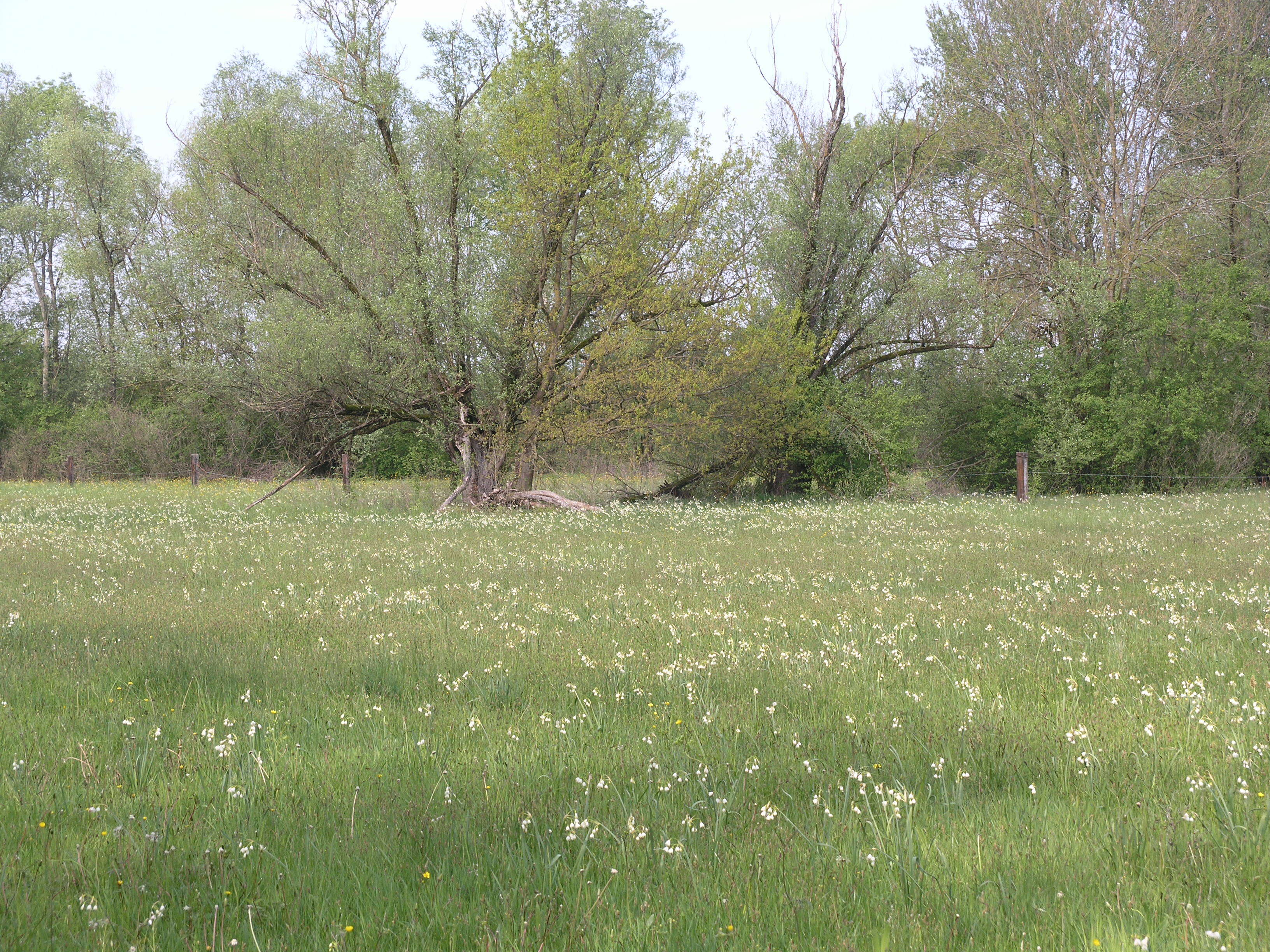 Image of Loddon lily