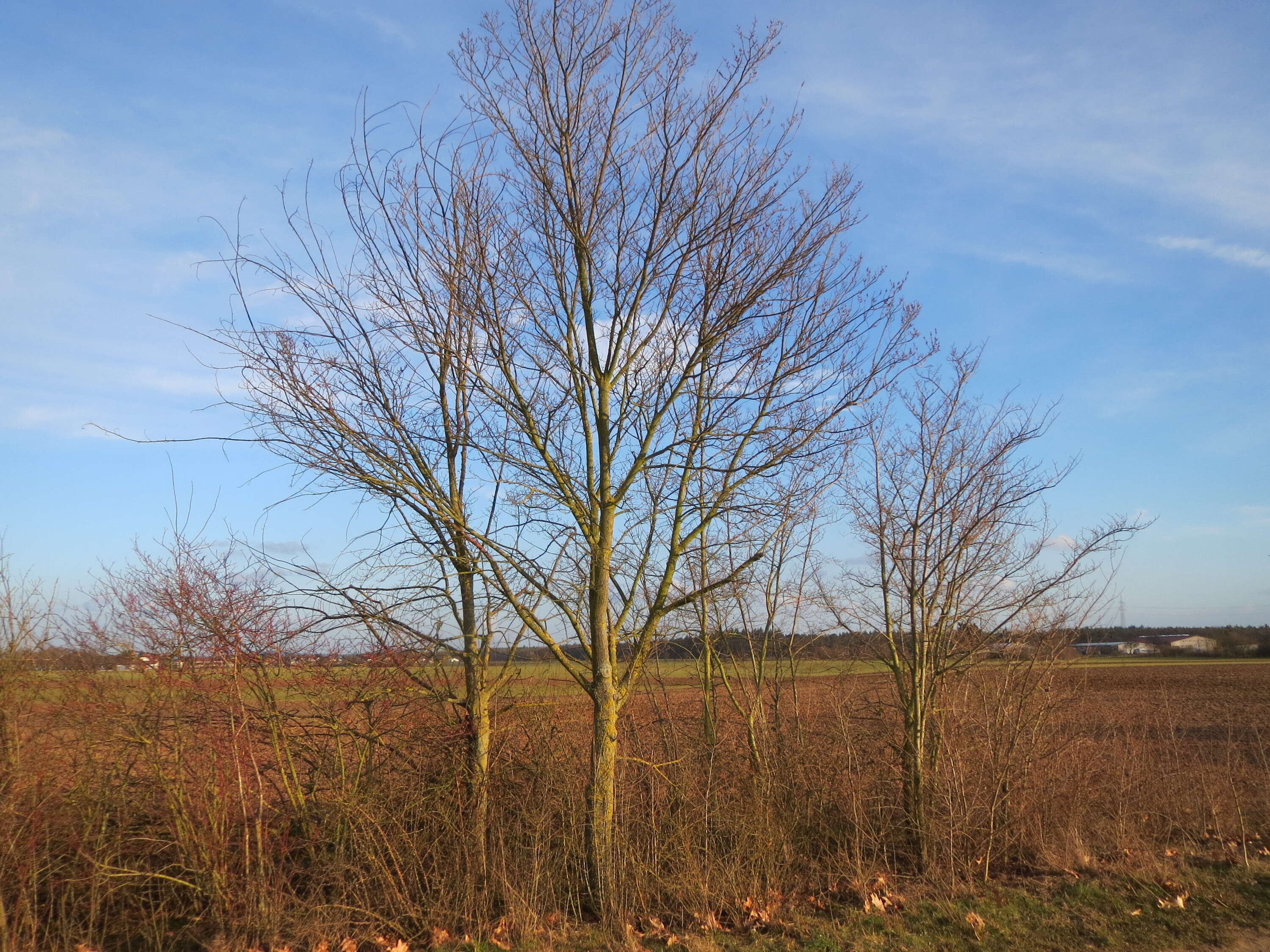 Image of Small-leaved Elm