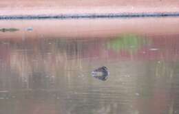 Image of Australasian Grebe