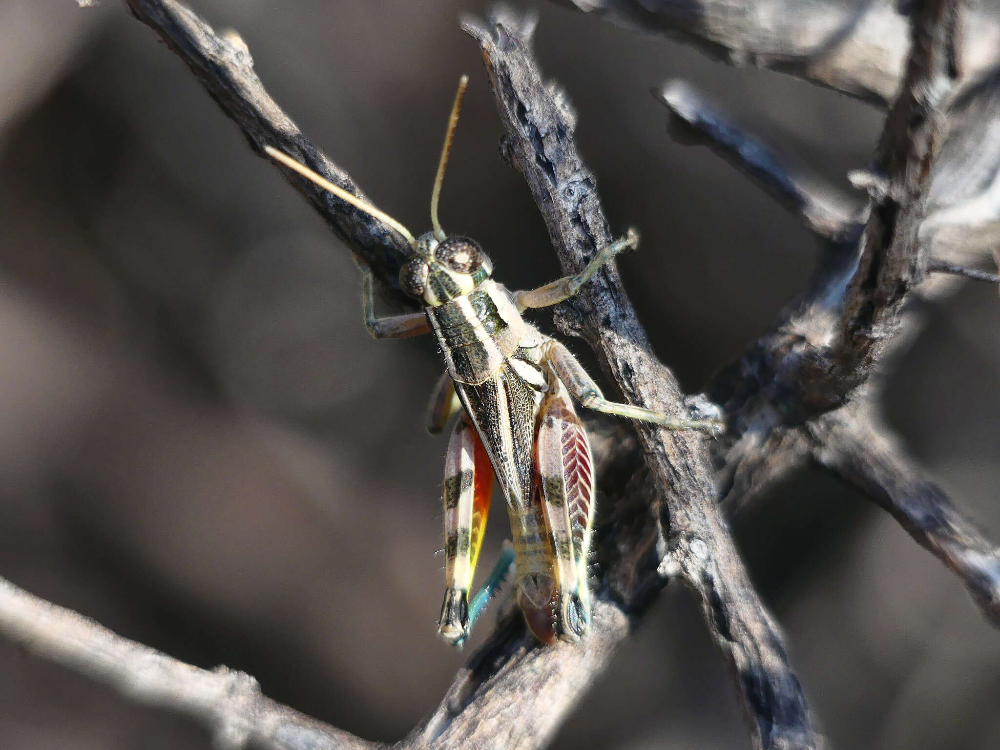 Image of Dichroplus vittatus Bruner & L. 1900