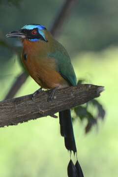 Image of Trinidad Motmot