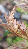 Слика од Puccinia nitida (F. Strauss) Barclay 1891