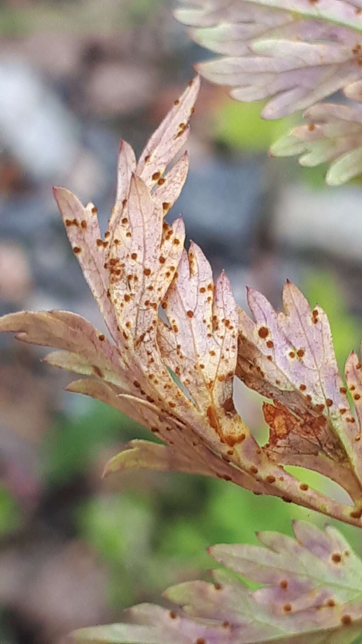 Слика од Puccinia nitida (F. Strauss) Barclay 1891