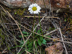 Sivun Brachyscome graminea (Labill.) F. Müll. kuva