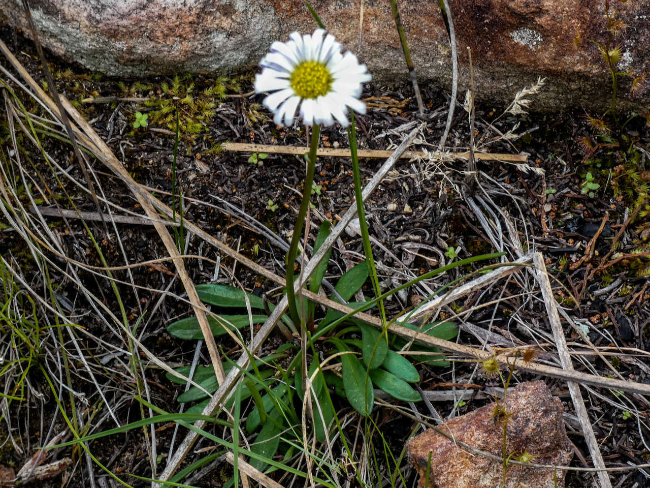 Image of Brachyscome graminea (Labill.) F. Müll.