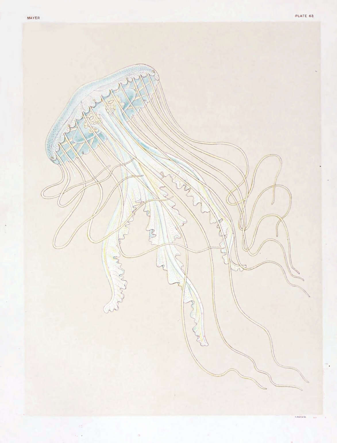 Image of Atlantic sea nettle