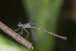 Image of Podolestes orientalis Selys 1862