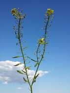 Image of white mustard