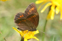 Image of Erebia pharte pharte