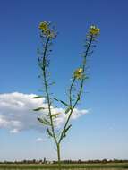 Image of white mustard