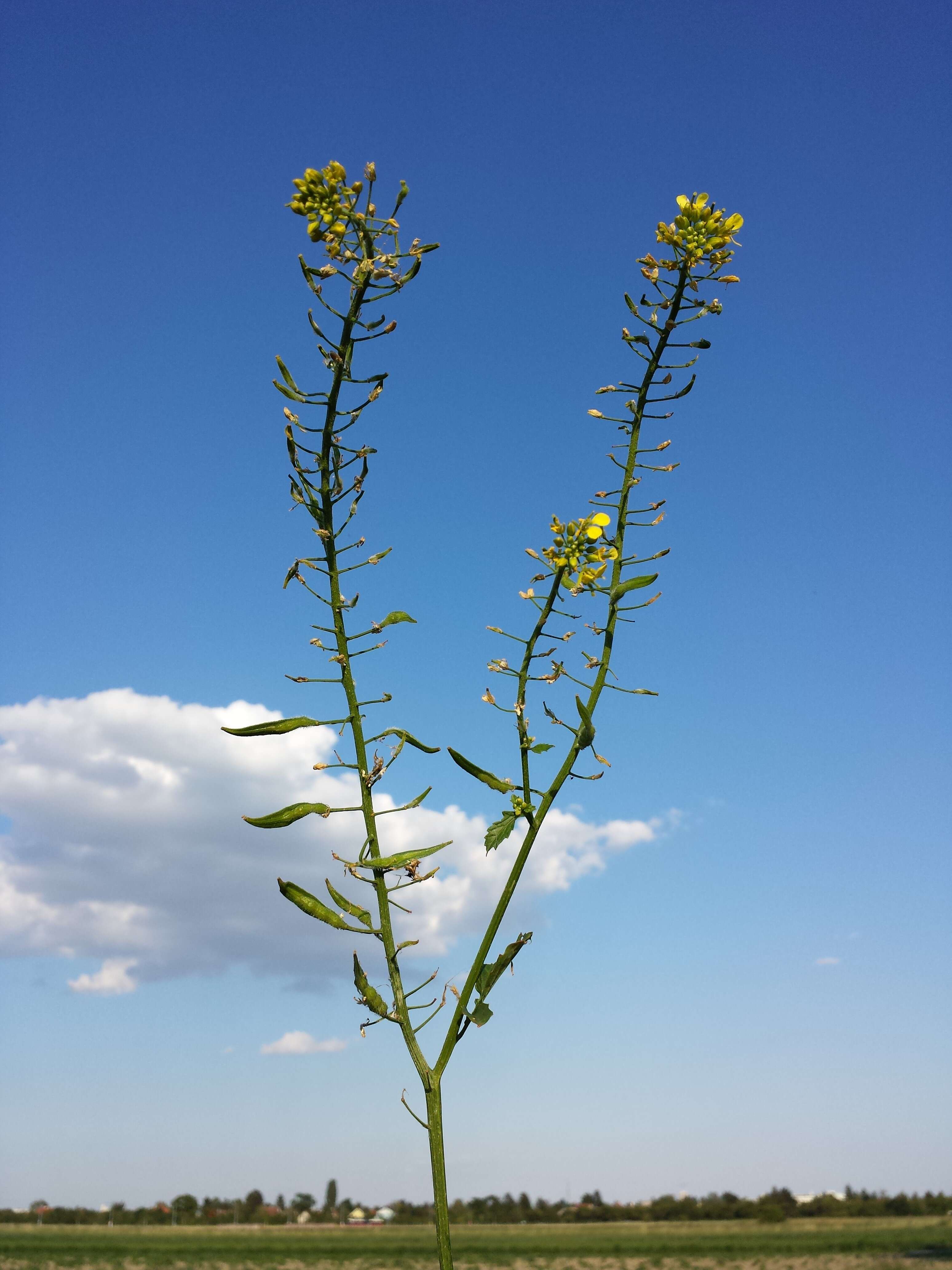 Image of white mustard