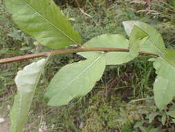 Image of Populus laurifolia Ledeb.