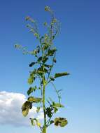 Image of white mustard