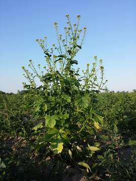 Image of white mustard