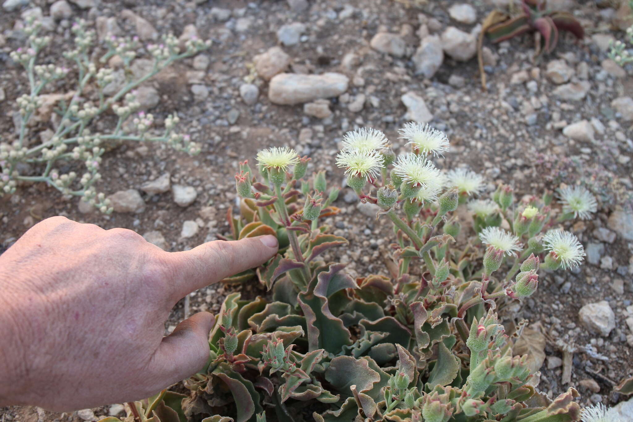 Image of Mesembryanthemum guerichianum Pax