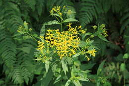 Image of wood ragwort