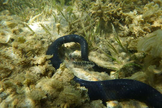 Image of Egg-eating Sea Snake