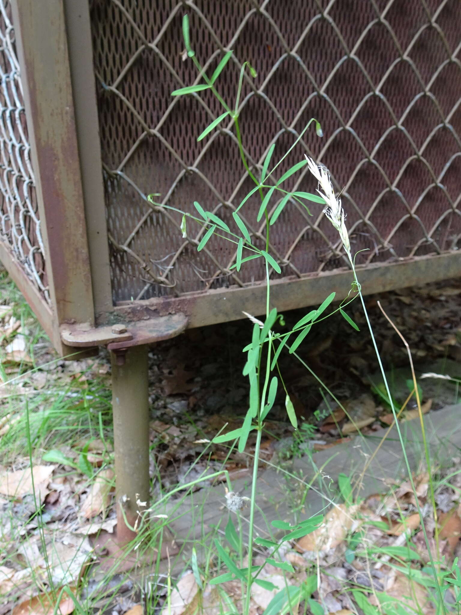 Image of lentil vetch