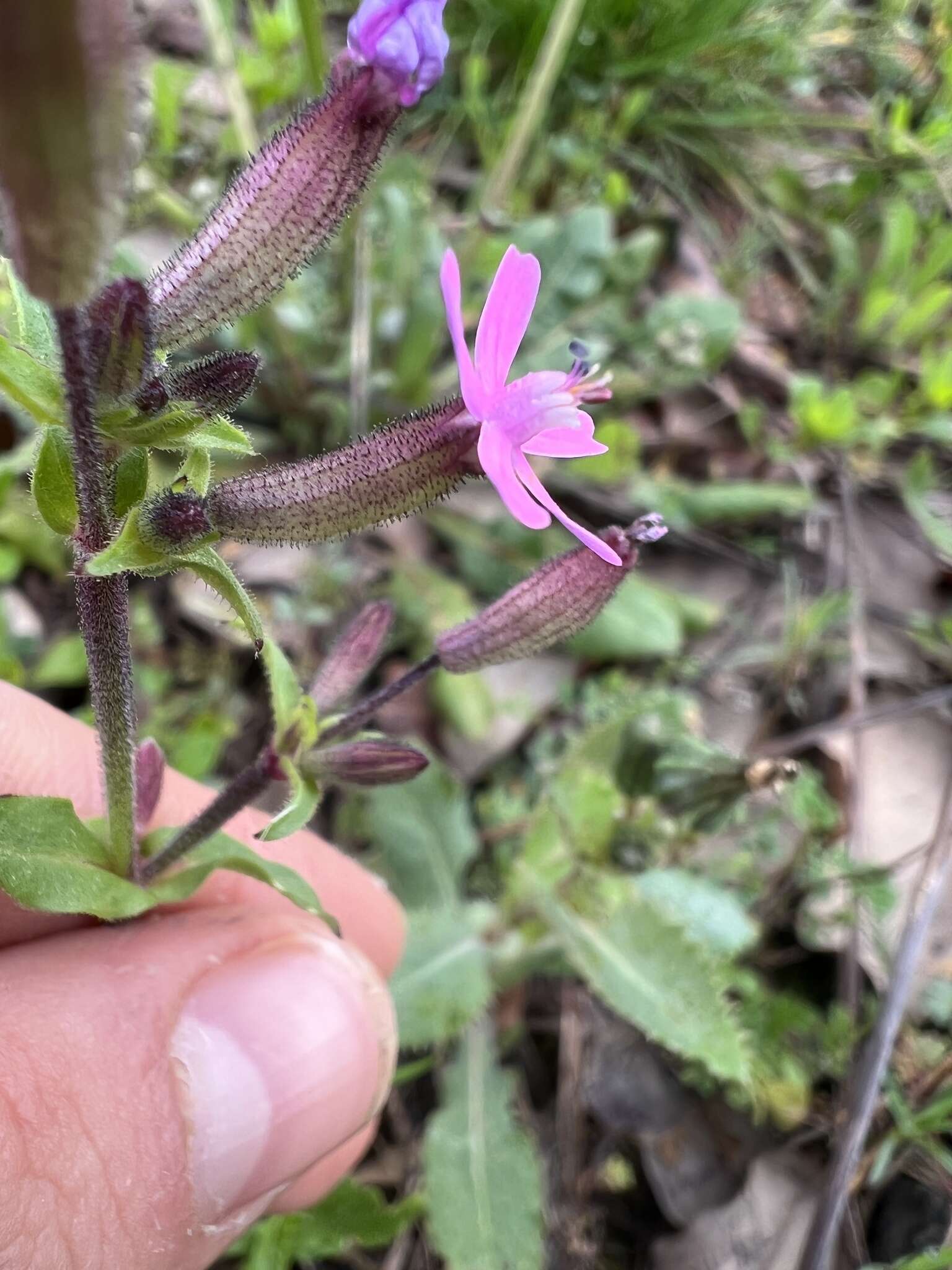 Imagem de Silene fuscata Brot.