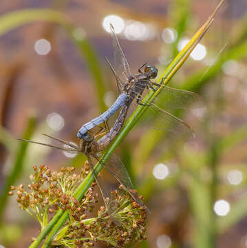 Image of Keeled Skimmer