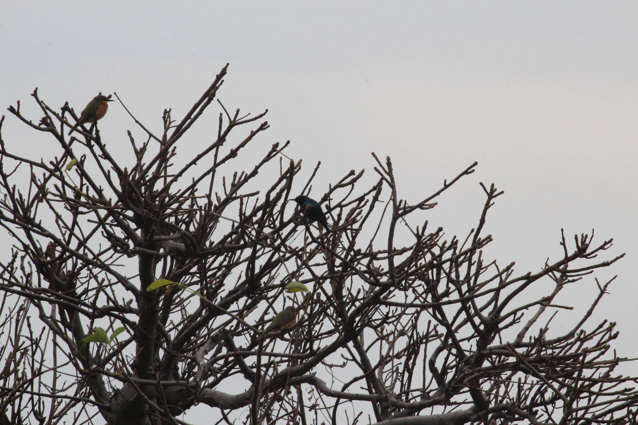 Image of Splendid Sunbird