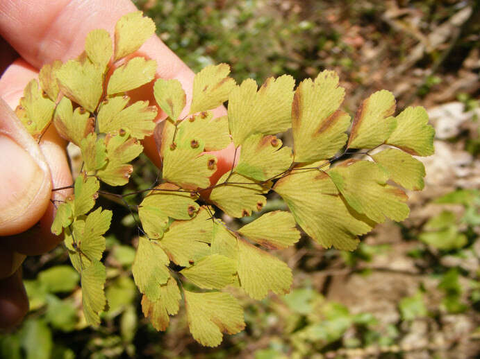 Image de Adiantum raddianum C. Presl