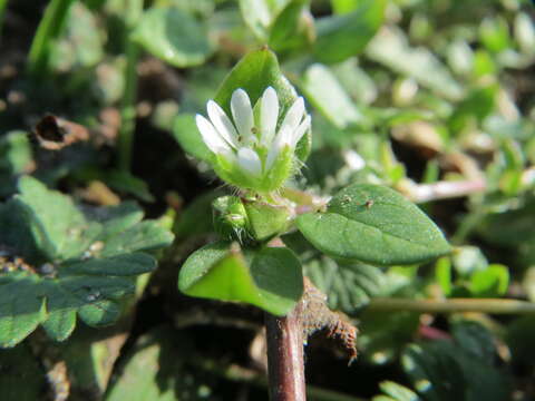 Image of common chickweed