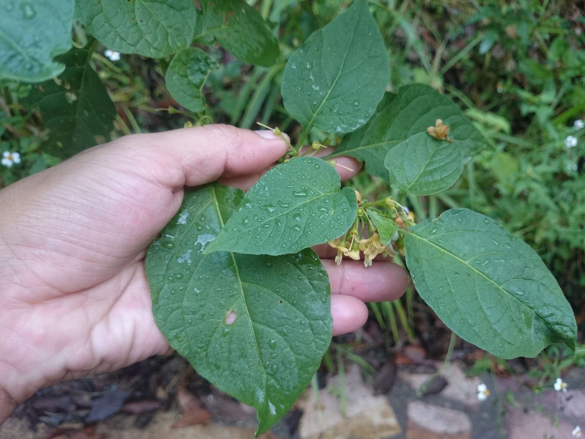 Witheringia mexicana (B. L. Robinson) A. T. Hunziker的圖片