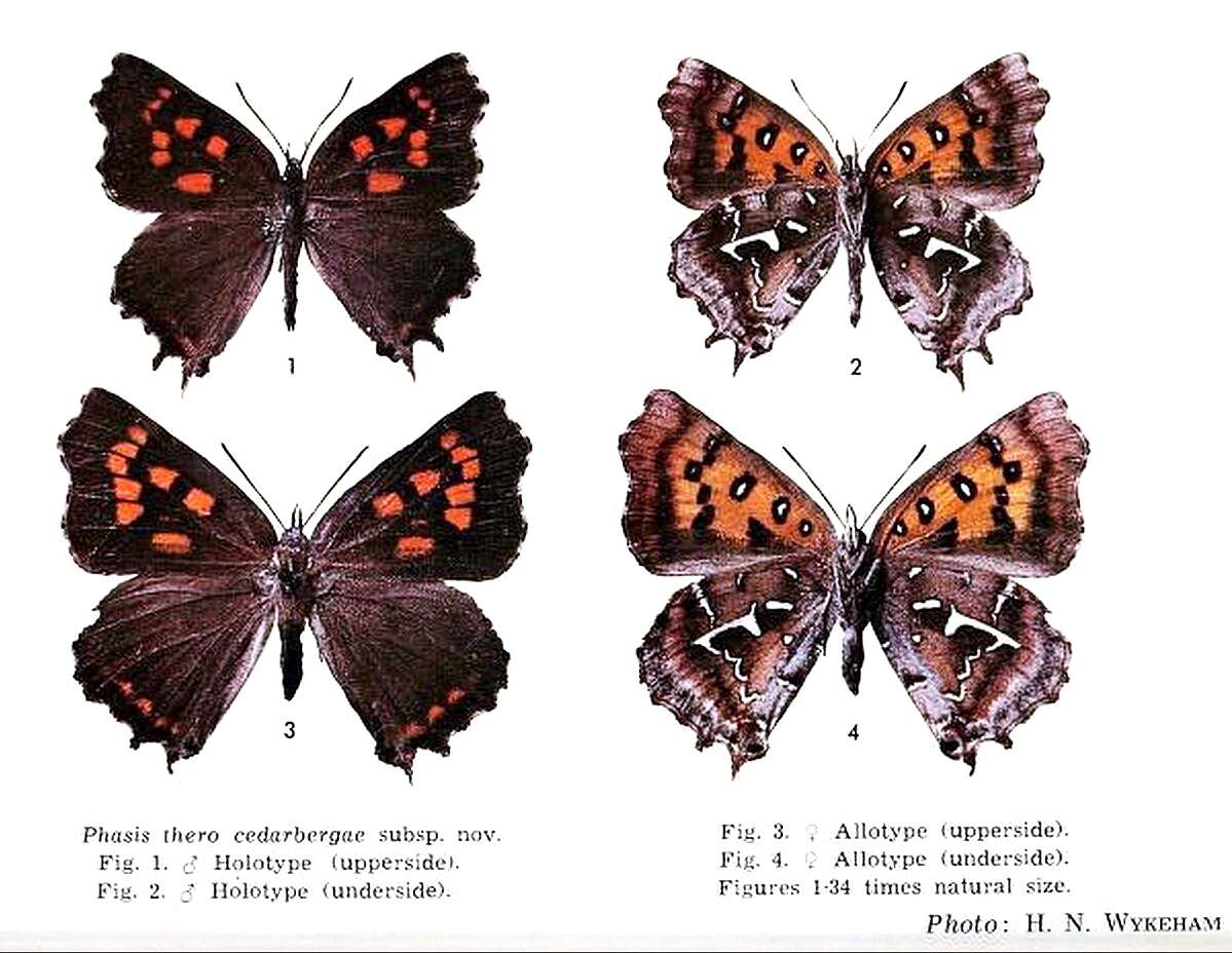 Image of Phasis thero (Linnaeus 1764)