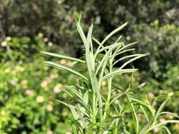 Image of Wild Rosemary