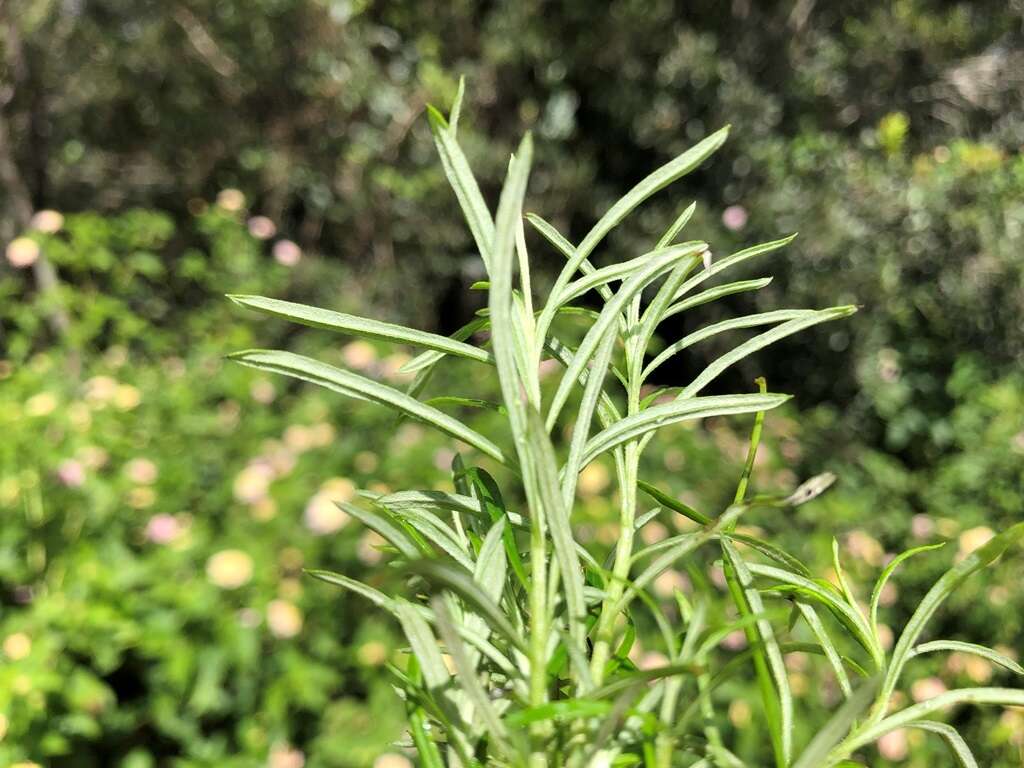 Cassinia laevis R. Br. resmi