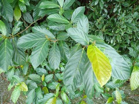 Ficus benguetensis Merr.的圖片