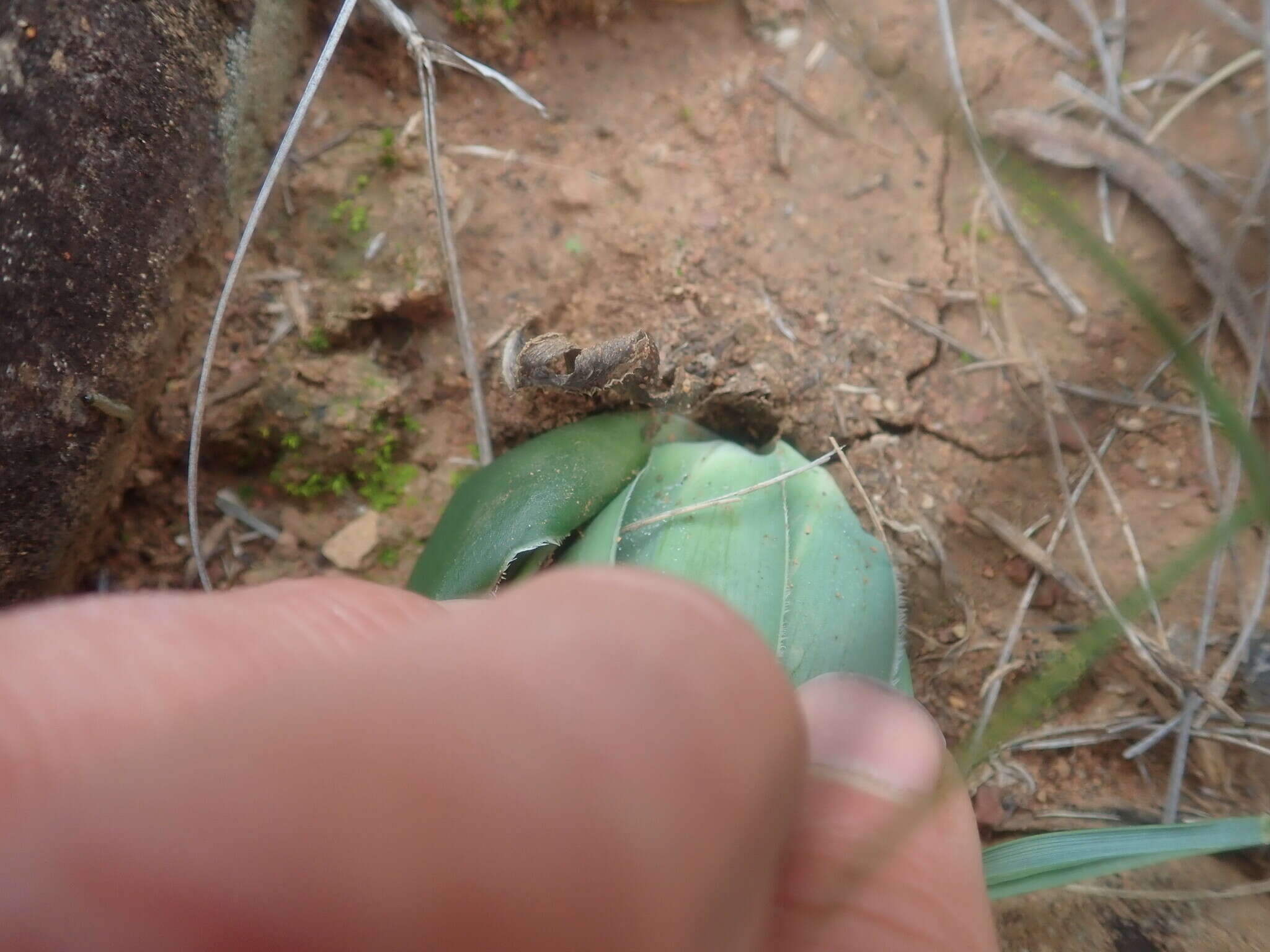 Image of Chlorophytum crispum (Thunb.) Baker