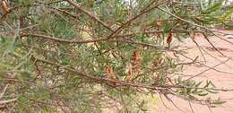 Image of Acacia victoriae subsp. victoriae