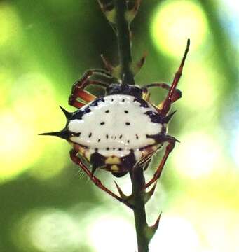 Imagem de Gasteracantha clavatrix (Walckenaer 1841)