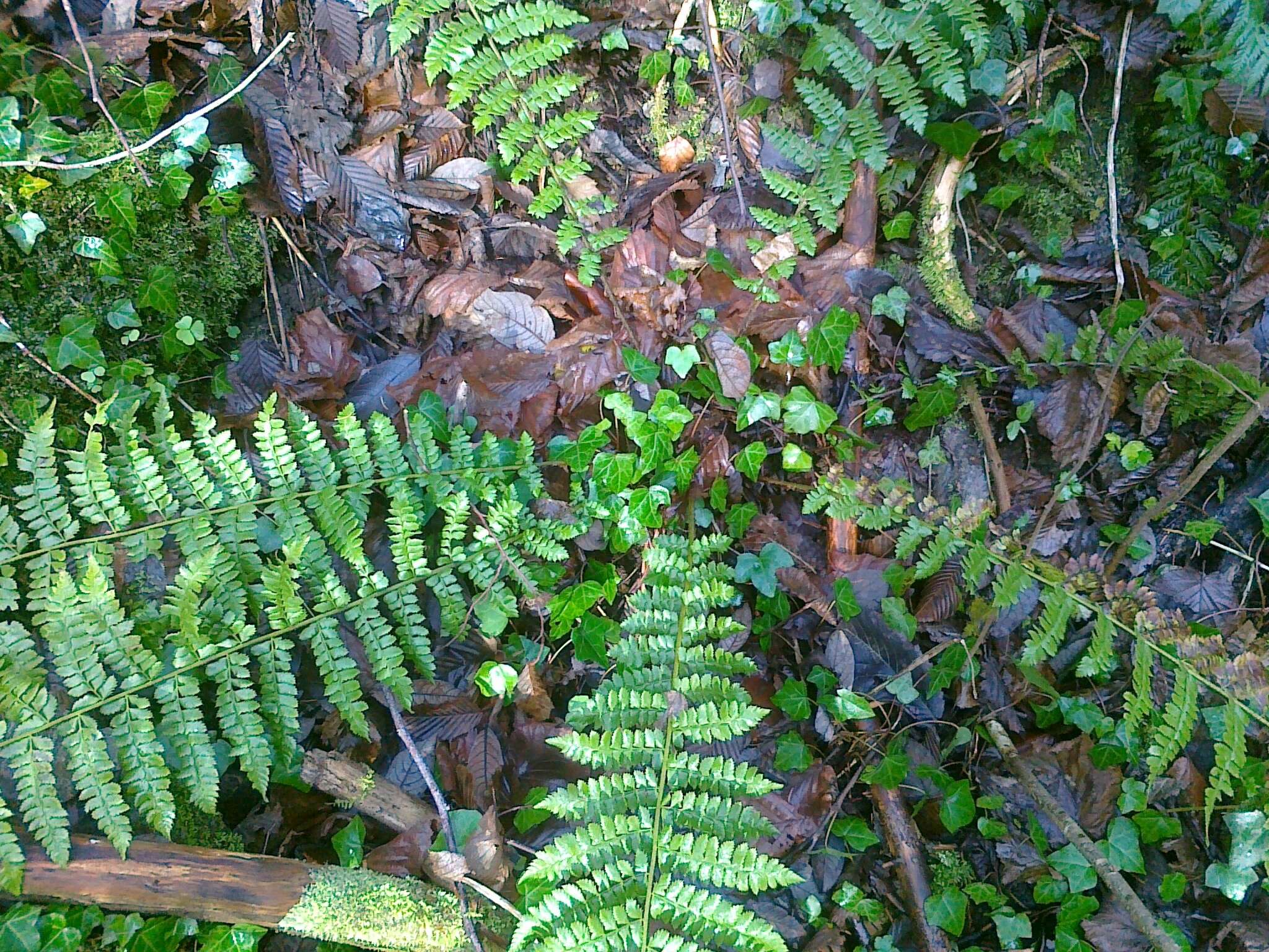 Image of Braun's hollyfern