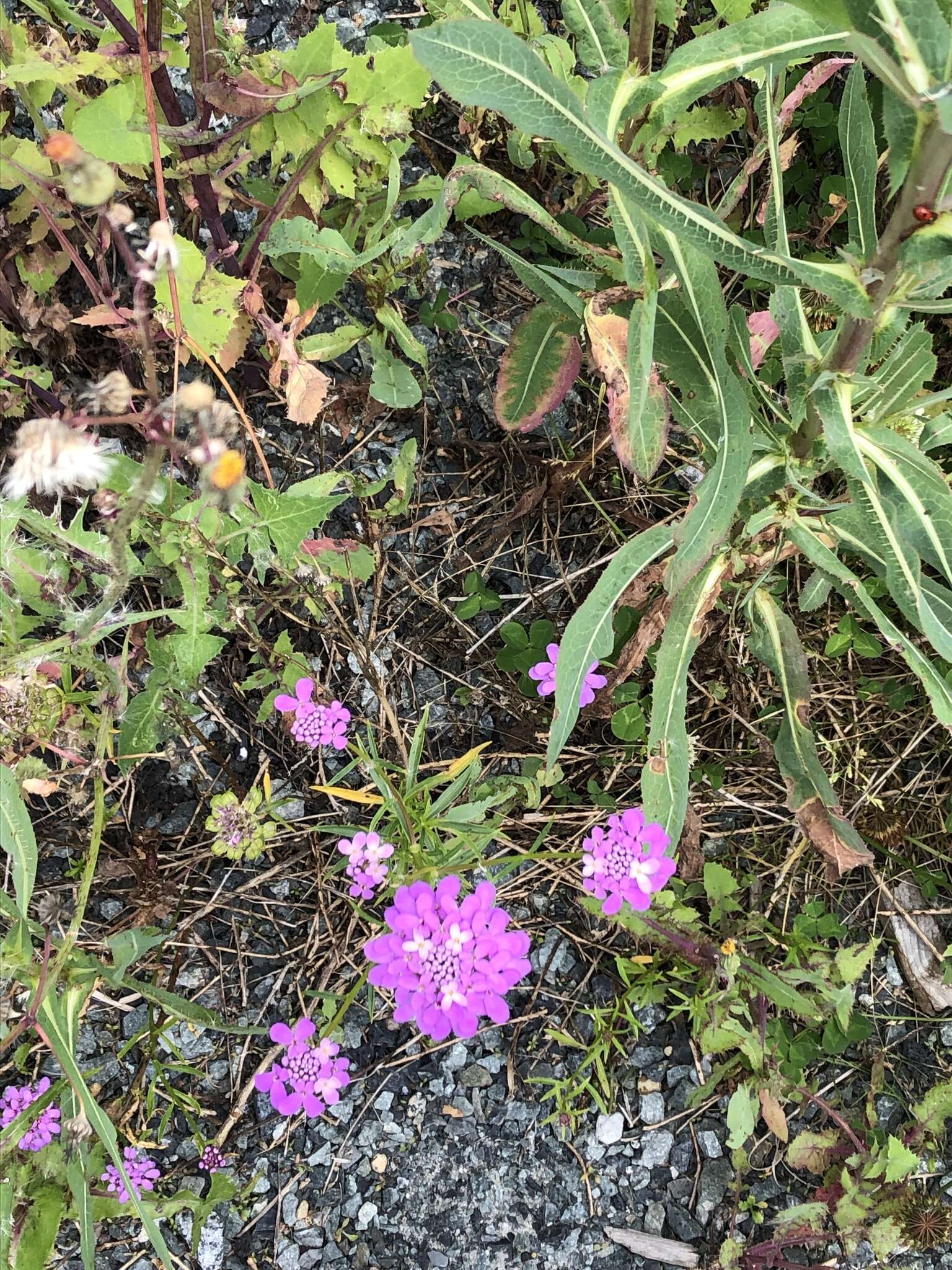 Plancia ëd Iberis umbellata L.