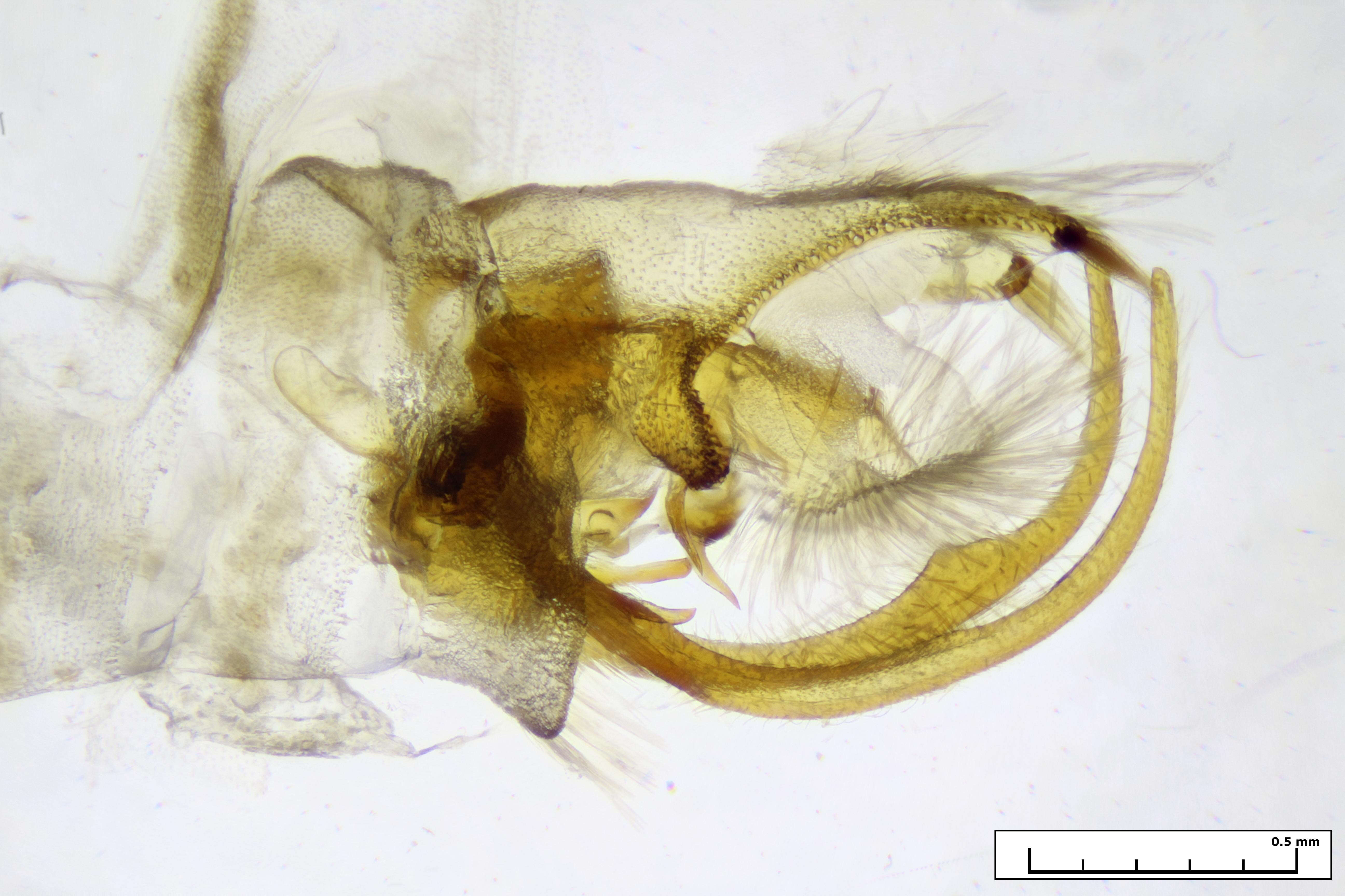 Stangeia xerodes (Meyrick 1886) resmi