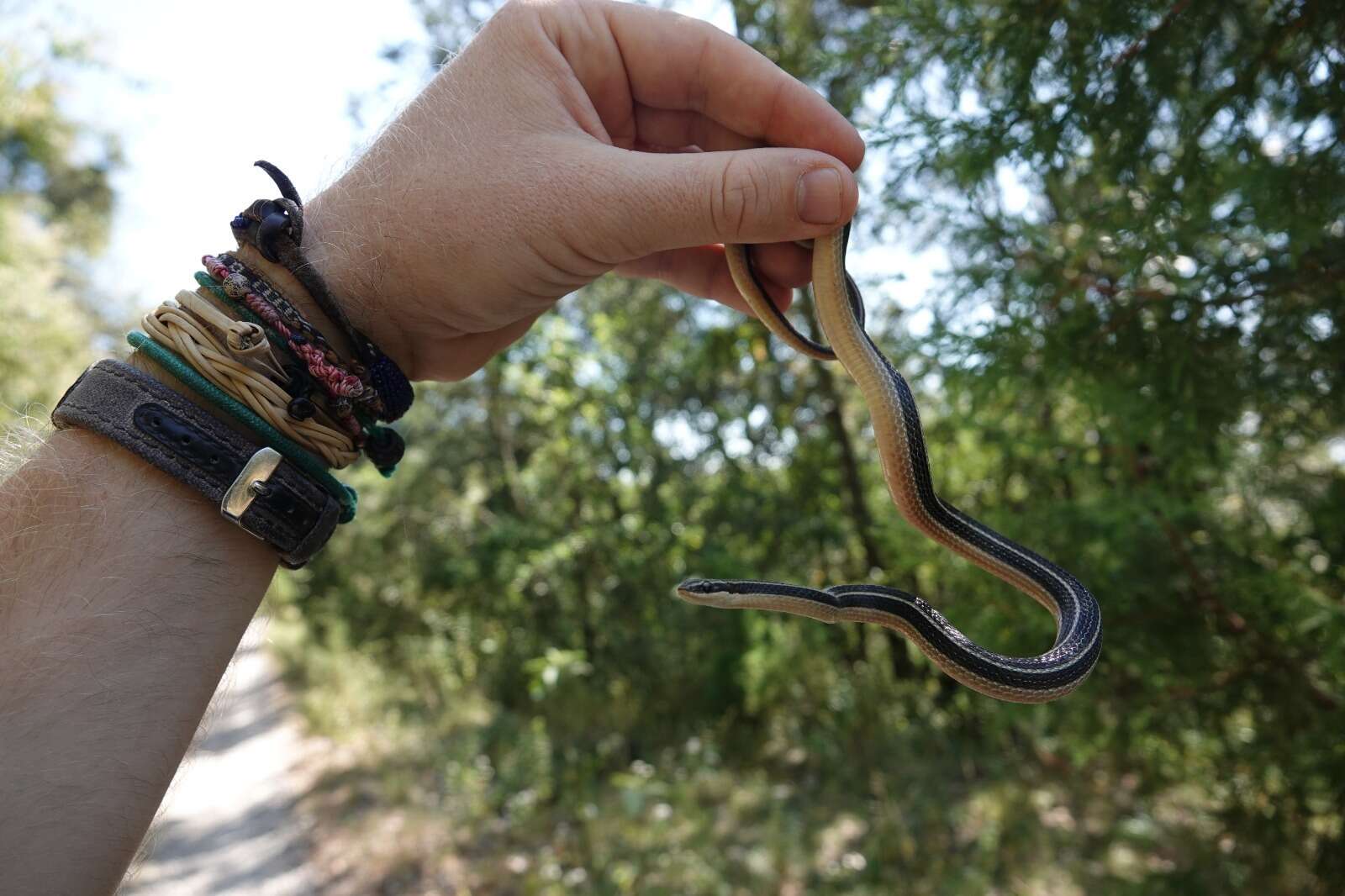 Image of Pine-Oak Snake