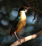 Image of Noisy Pitta