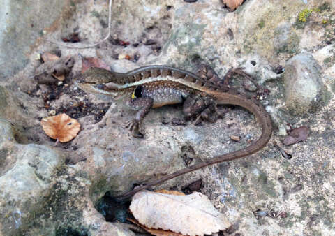 Image of Sceloporus variabilis marmoratus Hallowell 1852