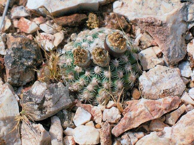 Image of Brady's Hedgehog Cactus