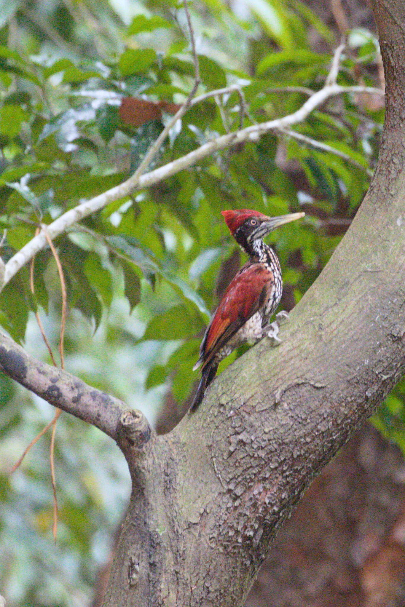 Image of Crimson-backed Flameback