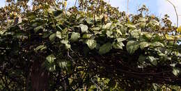 Image of Bengal clock vine